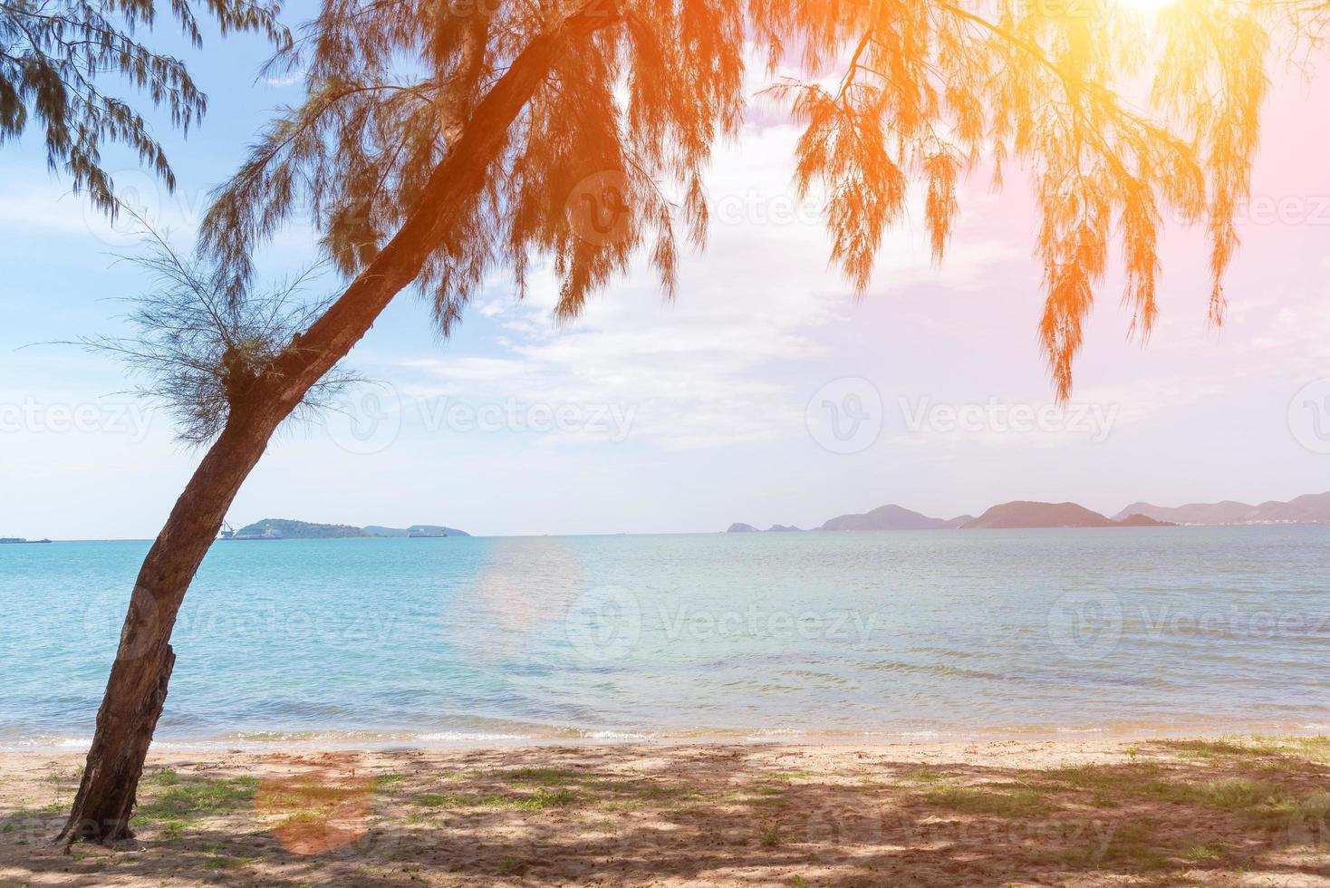 tropischer Strand mit Baum und Sonnenlicht foto