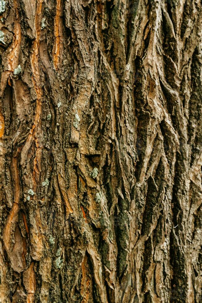 laubabwerfend Baum bellen. strukturell Hintergrund foto