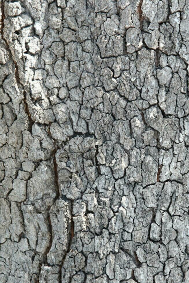 laubabwerfend Baum bellen. strukturell Hintergrund foto