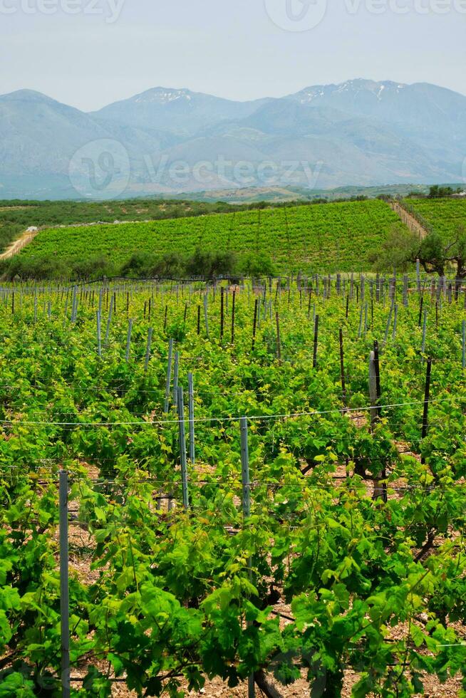 Weinberg mit Traube Reihen foto