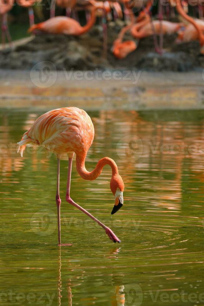 amerikanisch Flamingo phoenicopterus ruber Vogel foto