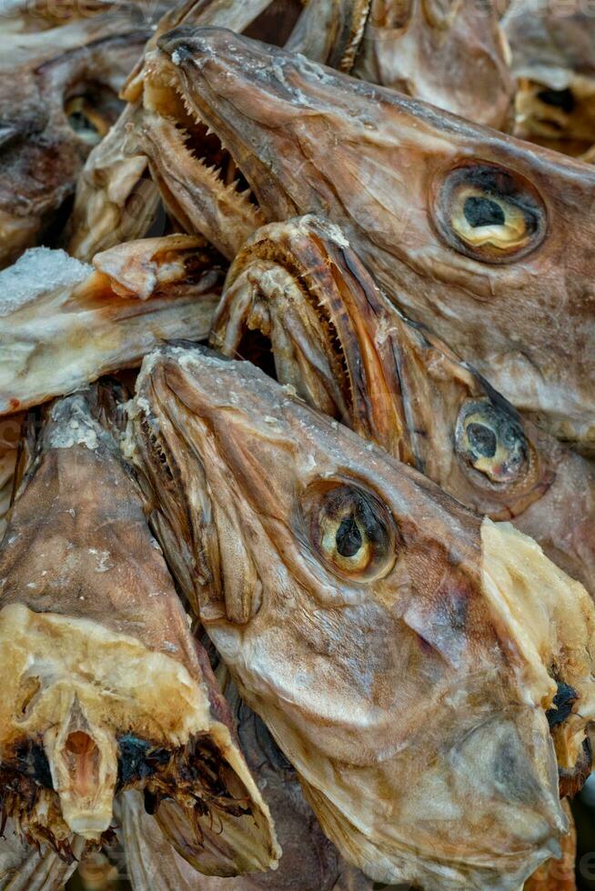 Trocknen Stockfisch Kabeljau Köpfe im reine Angeln Dorf im Norwegen foto