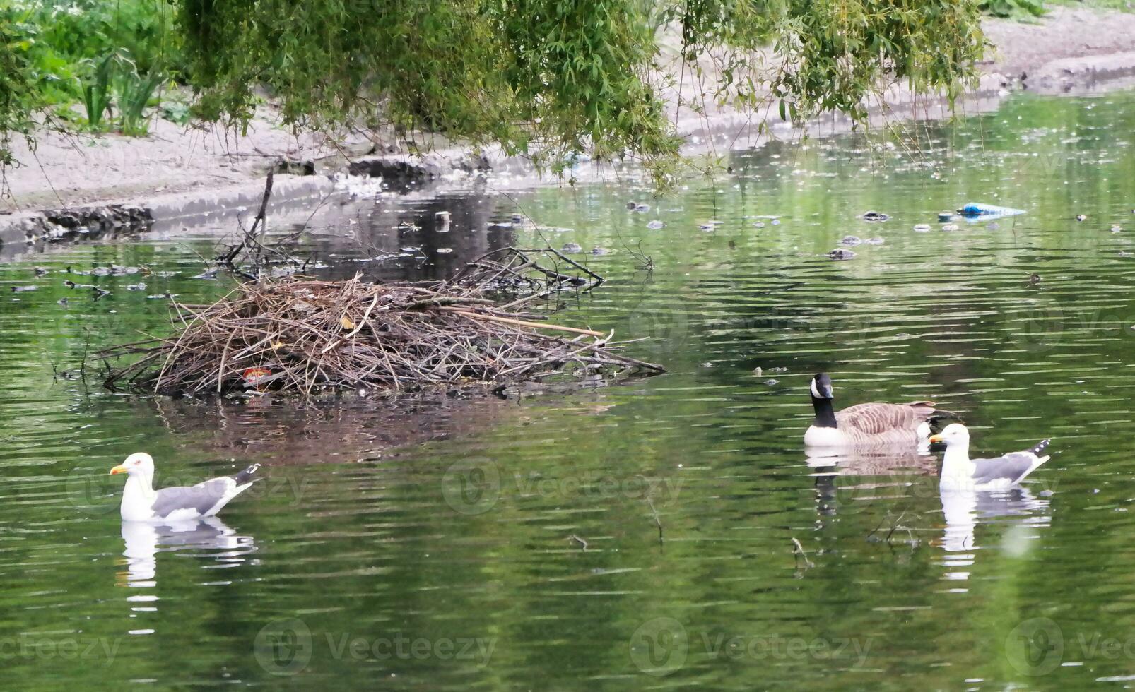 süß Vögel im ein Garten foto