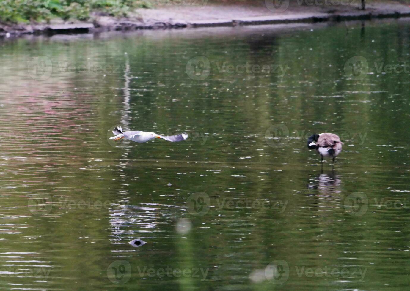 süß Vögel im ein Garten foto