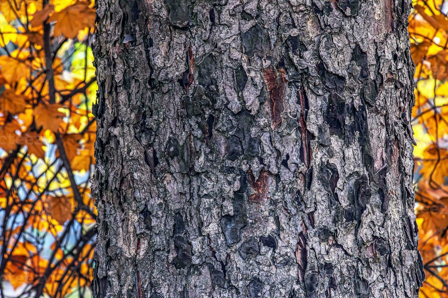 Eberesche Rinde Nahansicht. das Textur von das Kofferraum von Sorbus torminalis l. Hintergrund von Leben Holz. Haut von das Wald Natur. foto