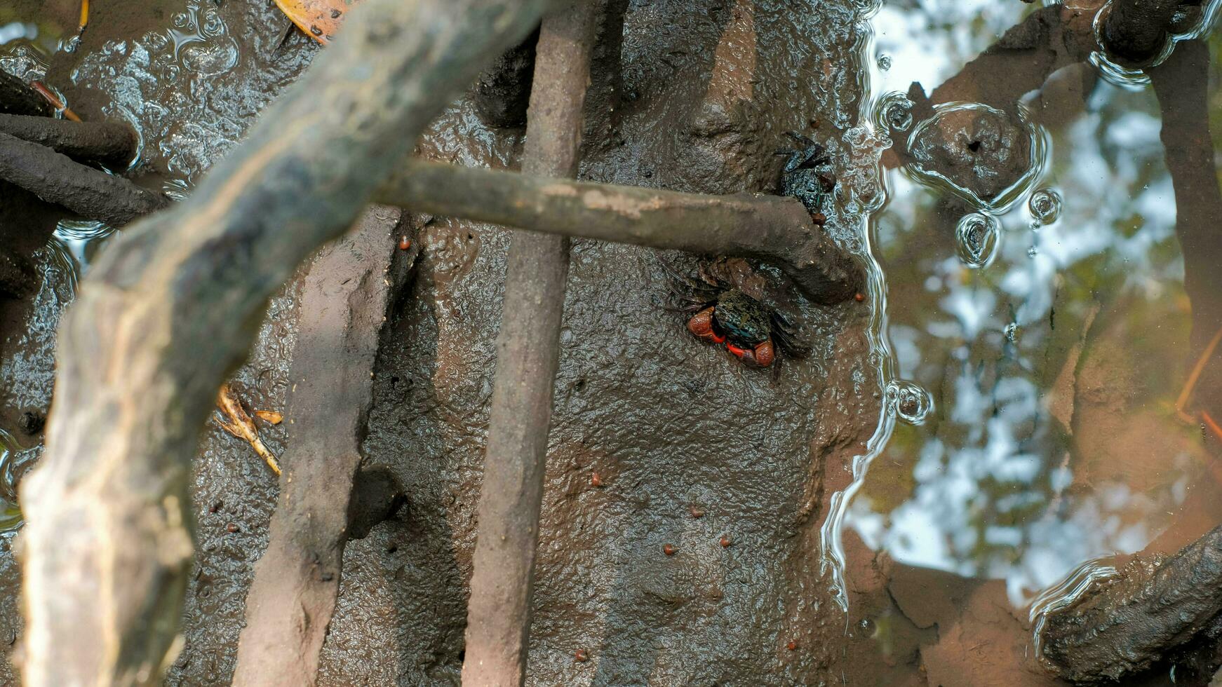 Nahansicht klein Krabbe beim das Mangrove Wurzel auf Schlamm Hintergrund. foto