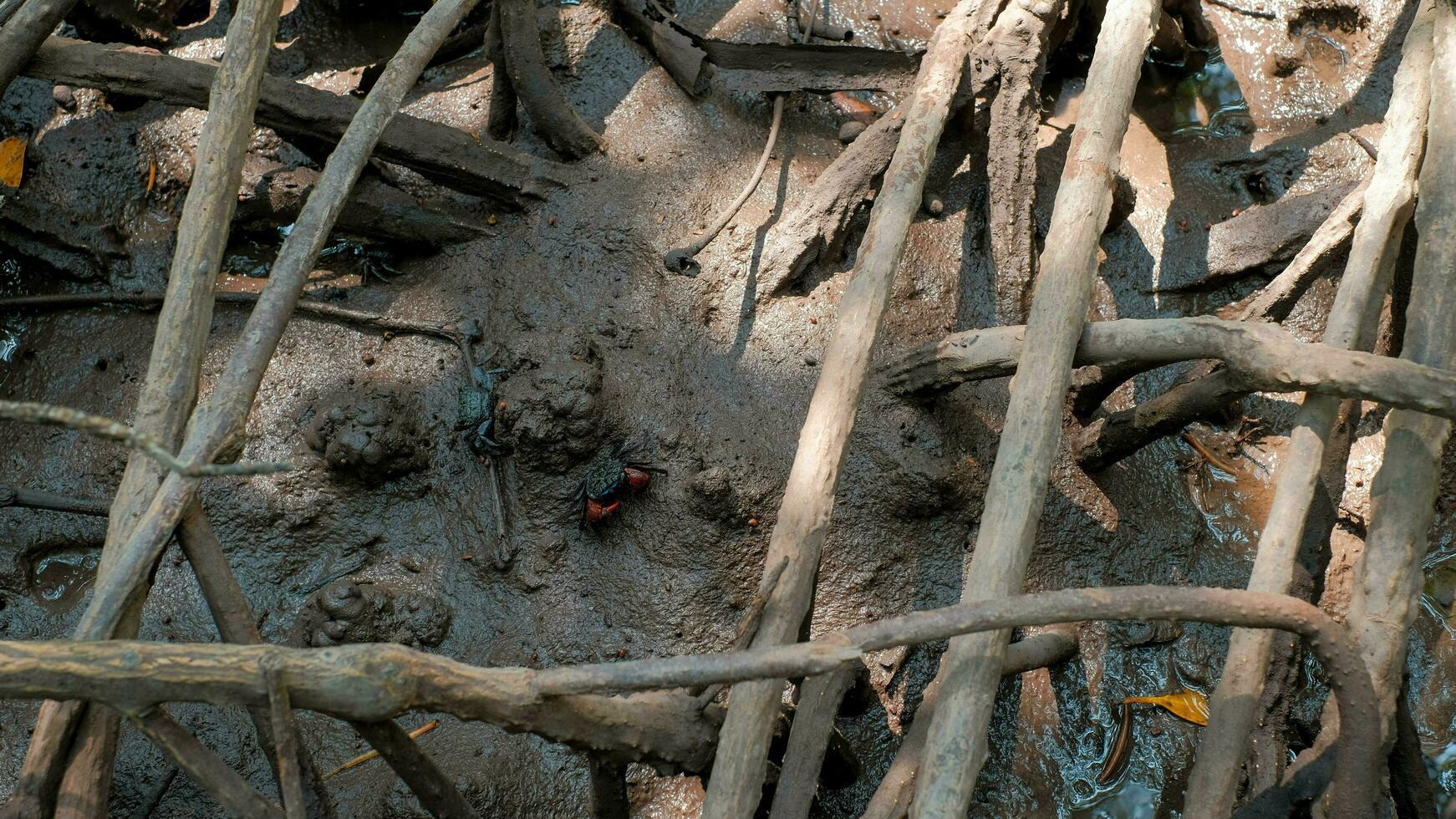 Nahansicht klein Krabbe beim das Mangrove Wurzel auf Schlamm Hintergrund. foto