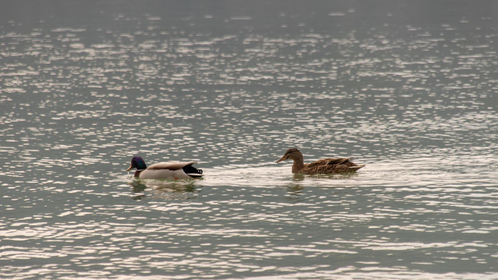 zwei Enten schwimmen in einem See foto