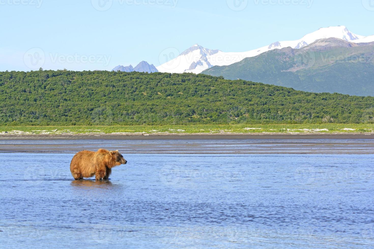 Grizzly wartet auf das Mittagessen foto