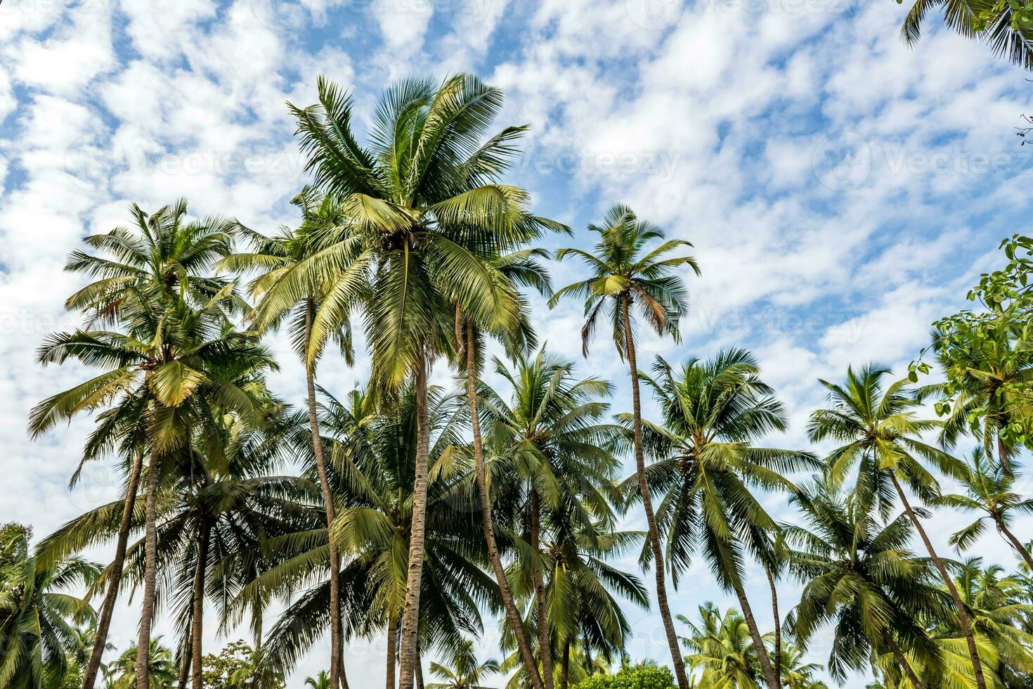 Kokosnuss Bäume Palmen gegen das Blau Himmel von Indien foto