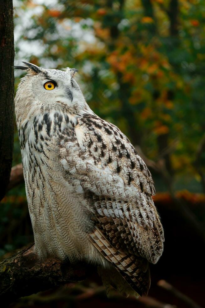 Porträt von eurasisch Adler Eule foto