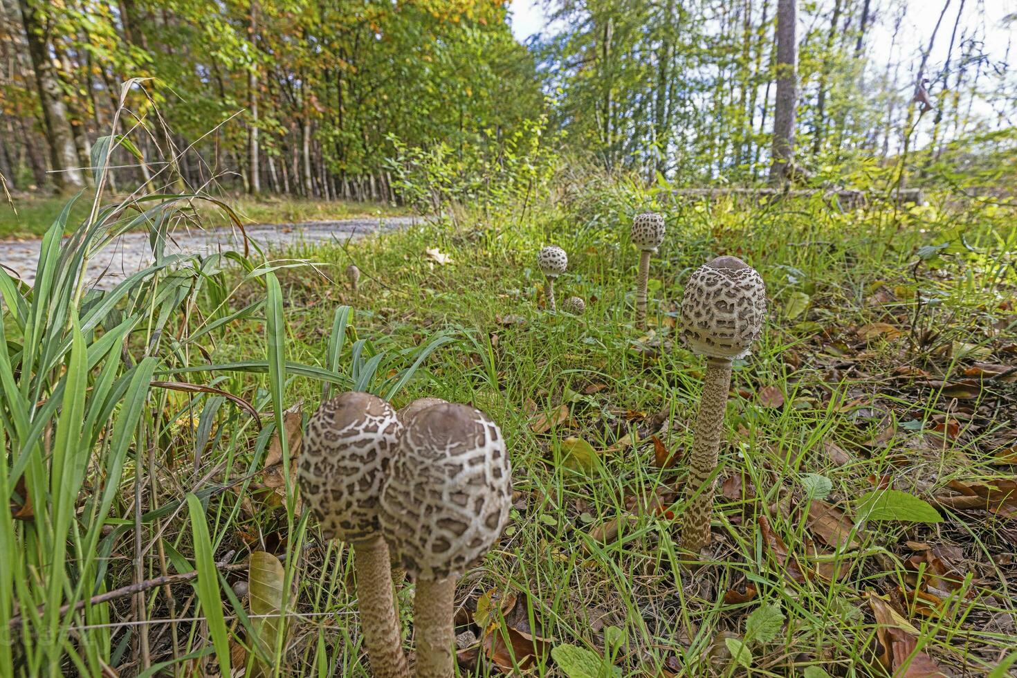 Bild von ein Gruppe von Sonnenschirm Pilze im ein Wald Clearing im Herbst foto