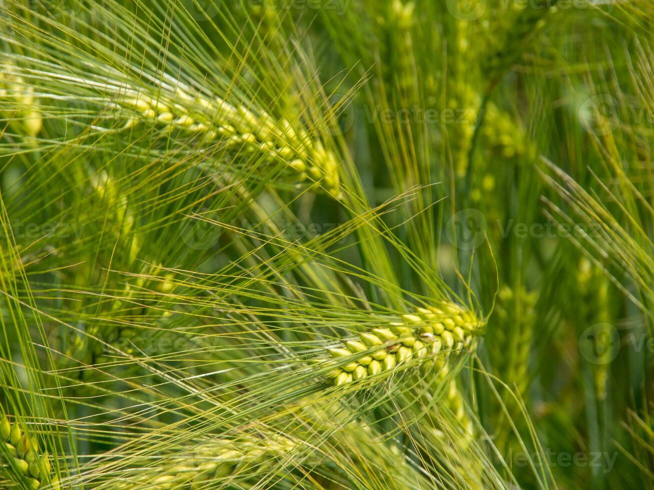 Sommer- tiem im das Garten foto