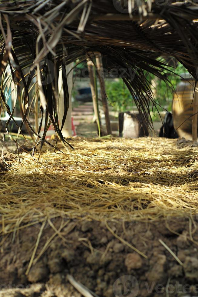 Baumschule Plantage mit Kokosblatt für das Dach vorbereitet für den Anbau foto