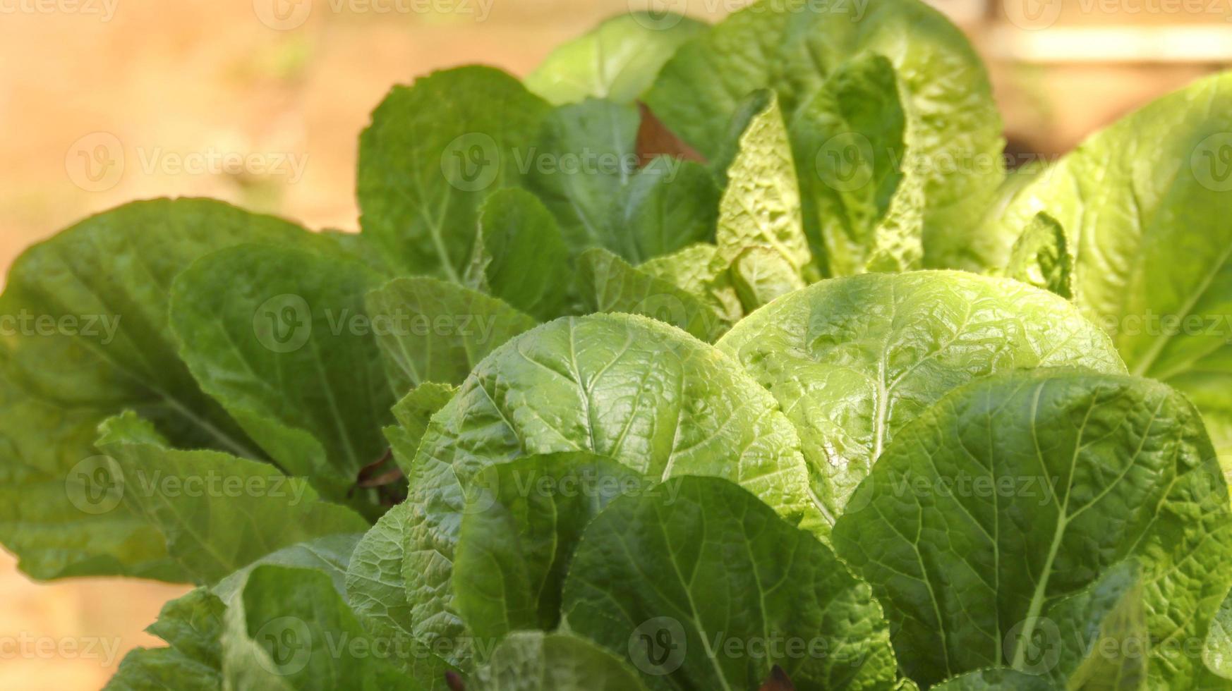 Grünes Gemüse. schöner grüner salat in hydroponischer farm. foto