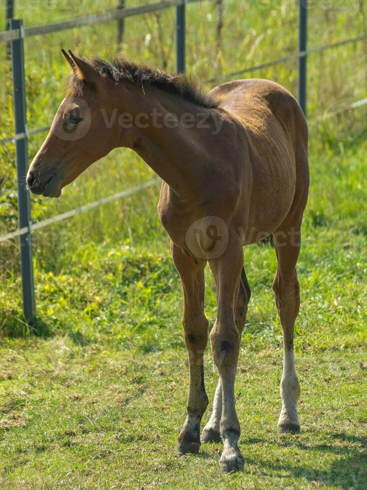 Pferde in westfalen foto