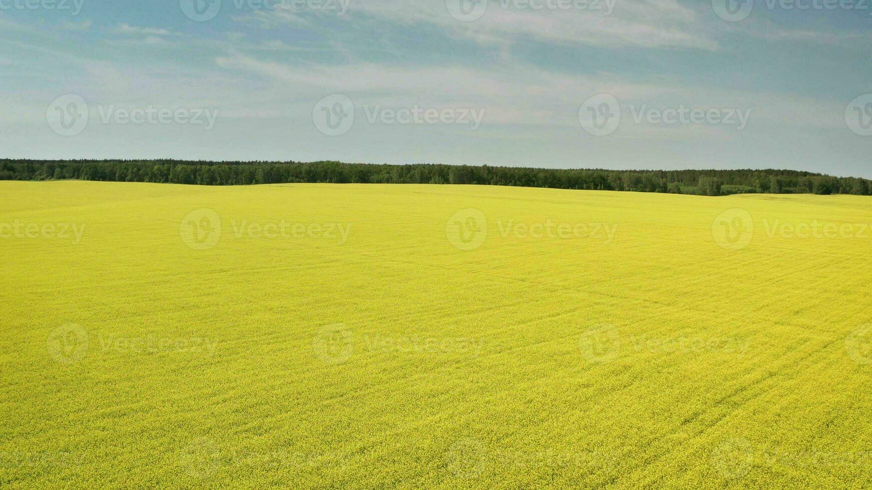 Gelb Senf Feld. Blau Himmel über ein Senf Feld im ländlich Idaho, USA. foto