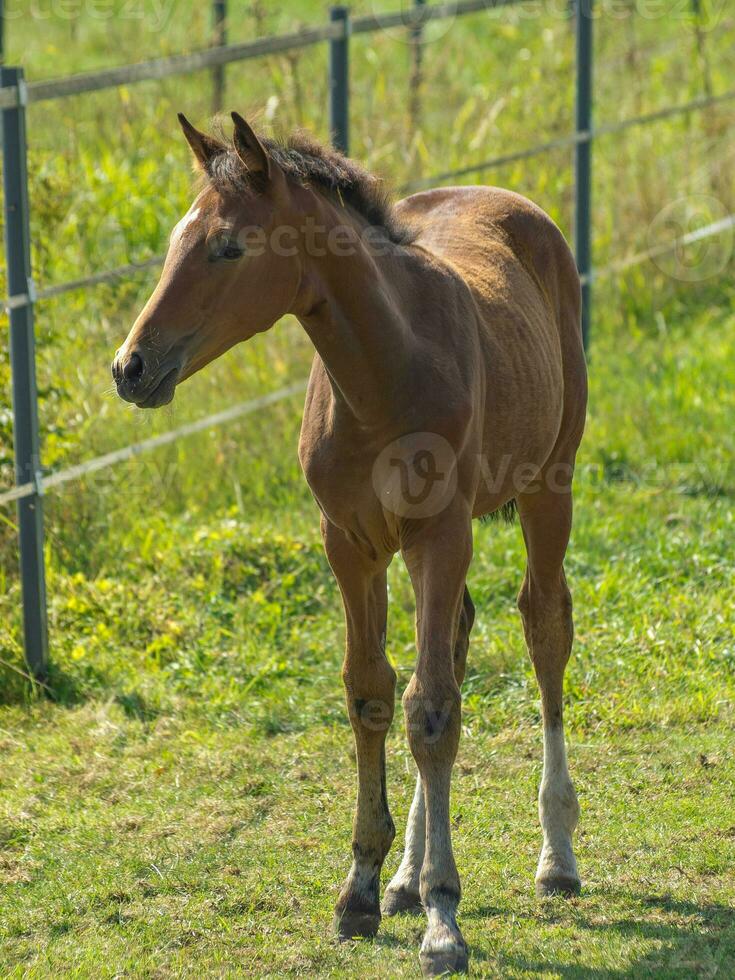 Pferde in westfalen foto