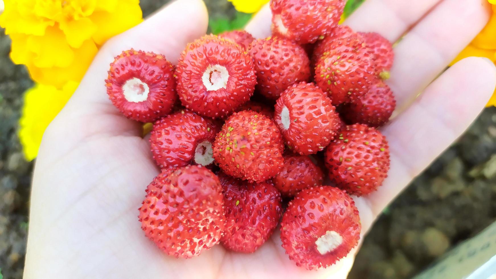 Erdbeeren in einer weiblichen Palmennahaufnahme. Beerenhintergrund von foto