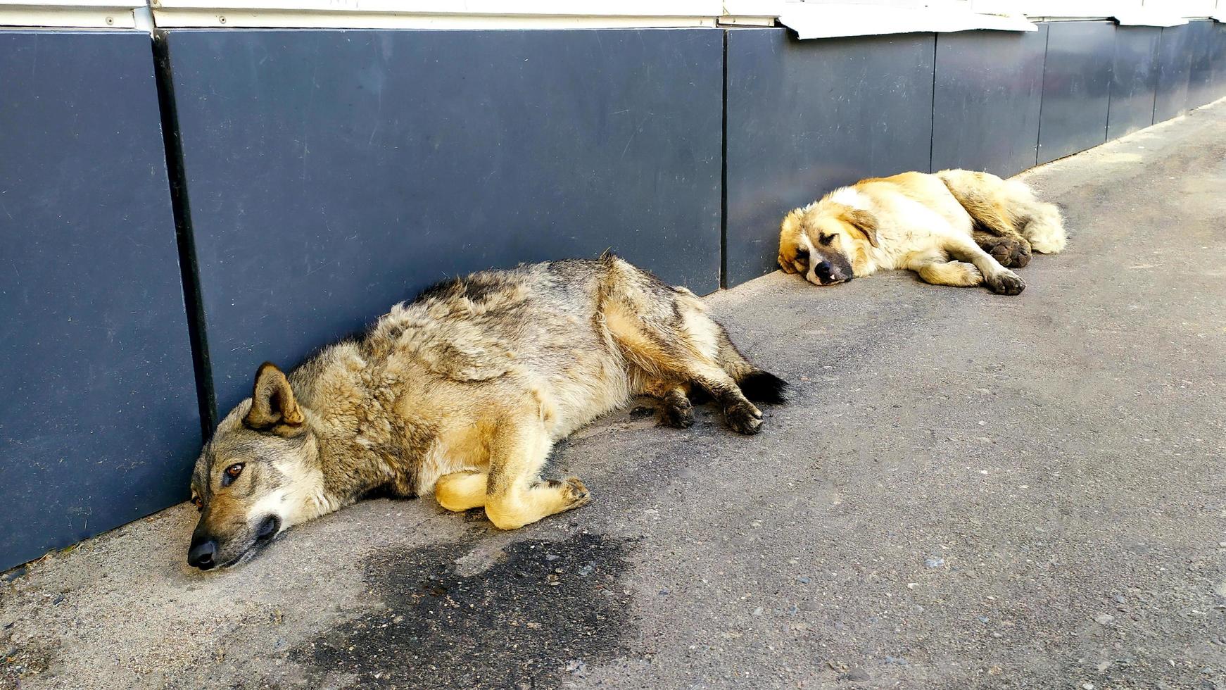 Hunde auf der Straße. zwei streunende Hunde liegen auf dem Asphalt in der Nähe foto