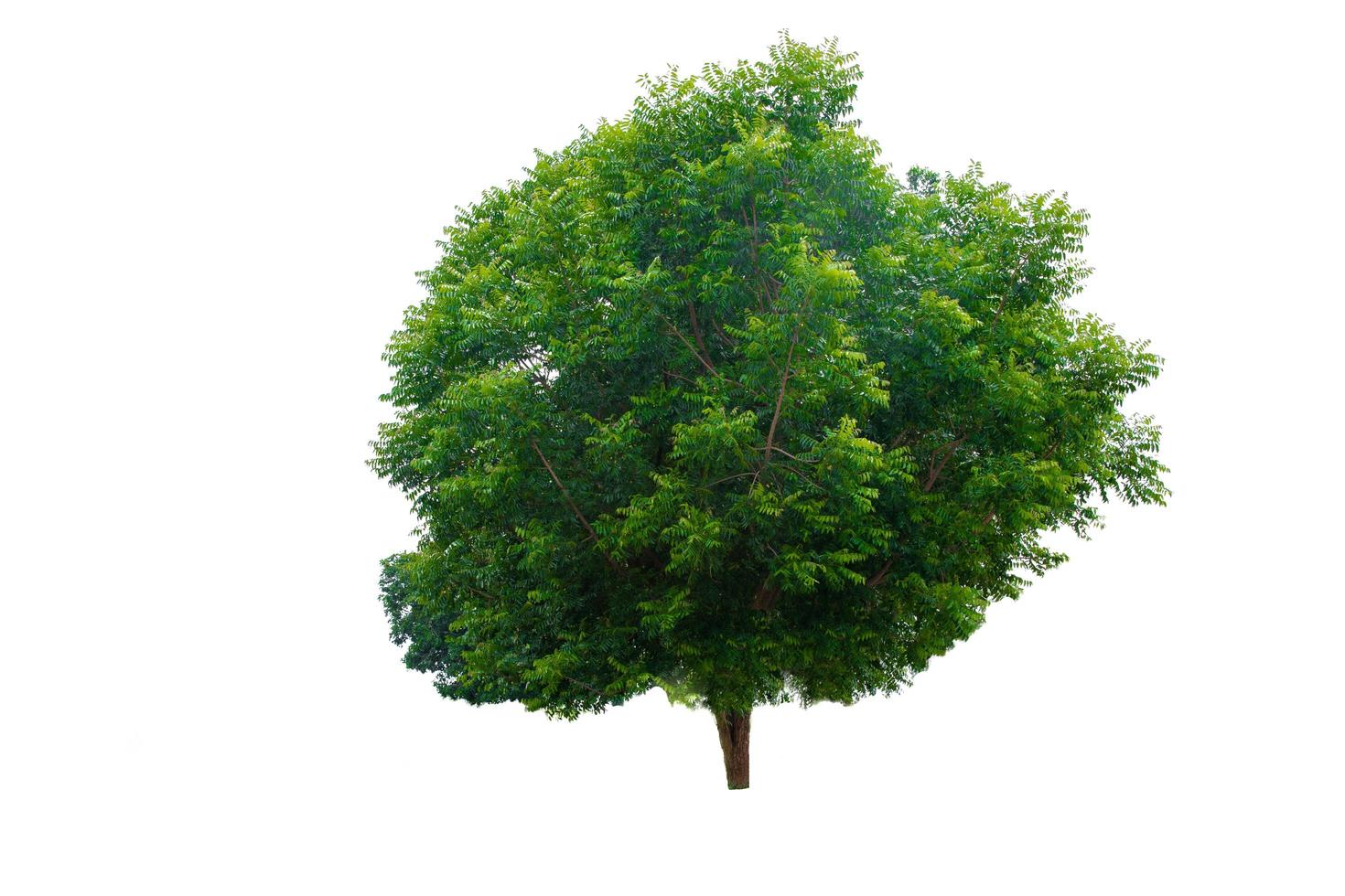 grüner Baum isoliert auf weißem Hintergrund foto