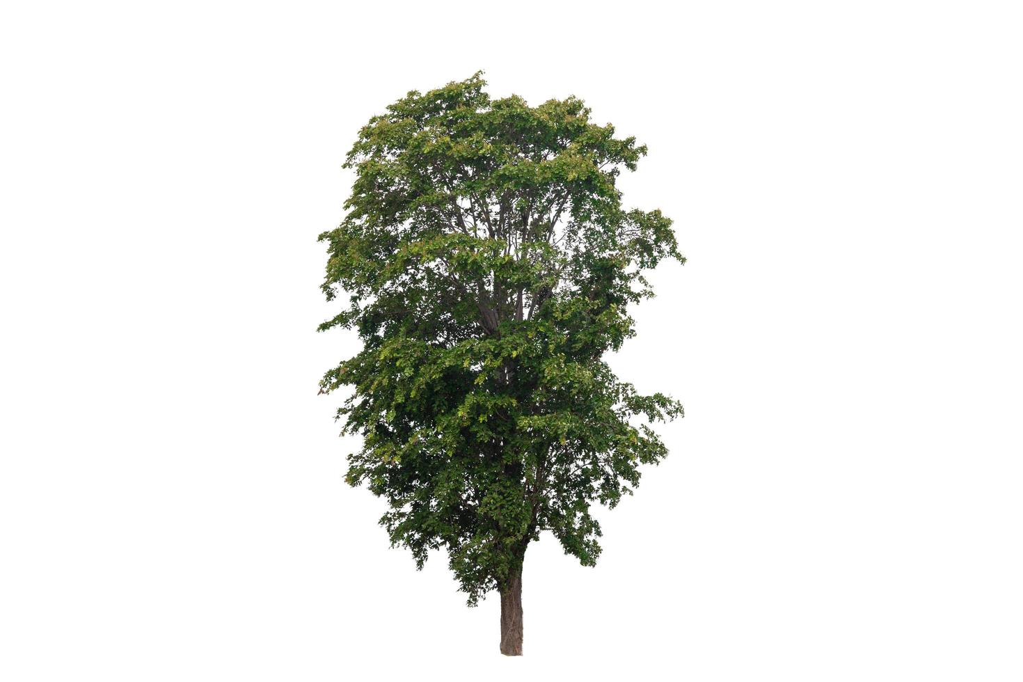 grüner Baum isoliert auf weißem Hintergrund foto