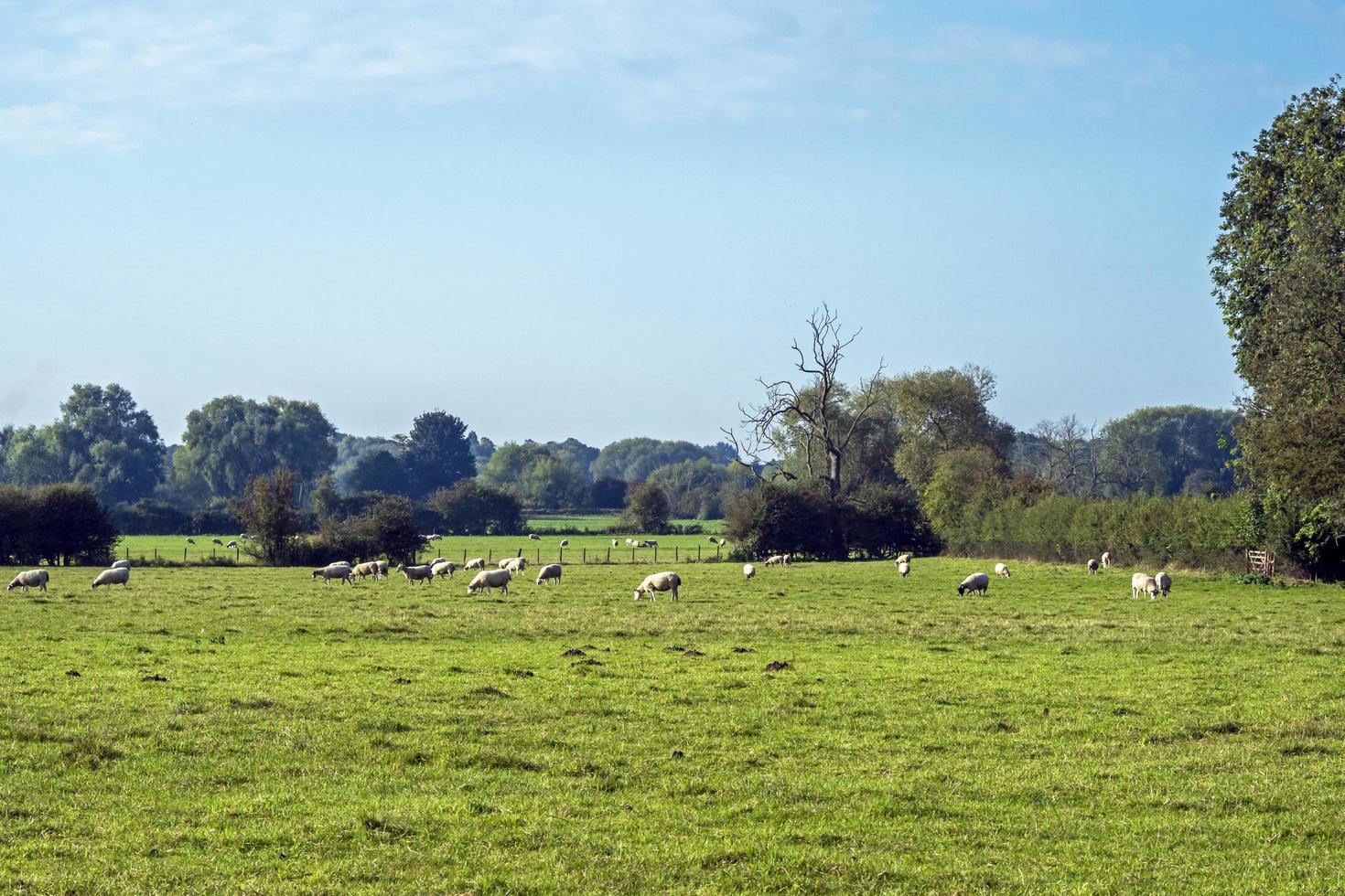 grüne Wiese mit weidenden Schafen in der Nähe von York, England foto