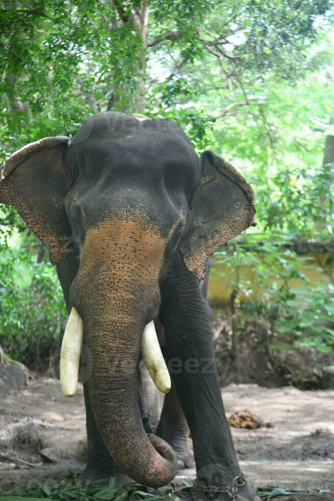 asiatisch Elefanten auf Kerala Elefant Lager Lager Bilder. foto