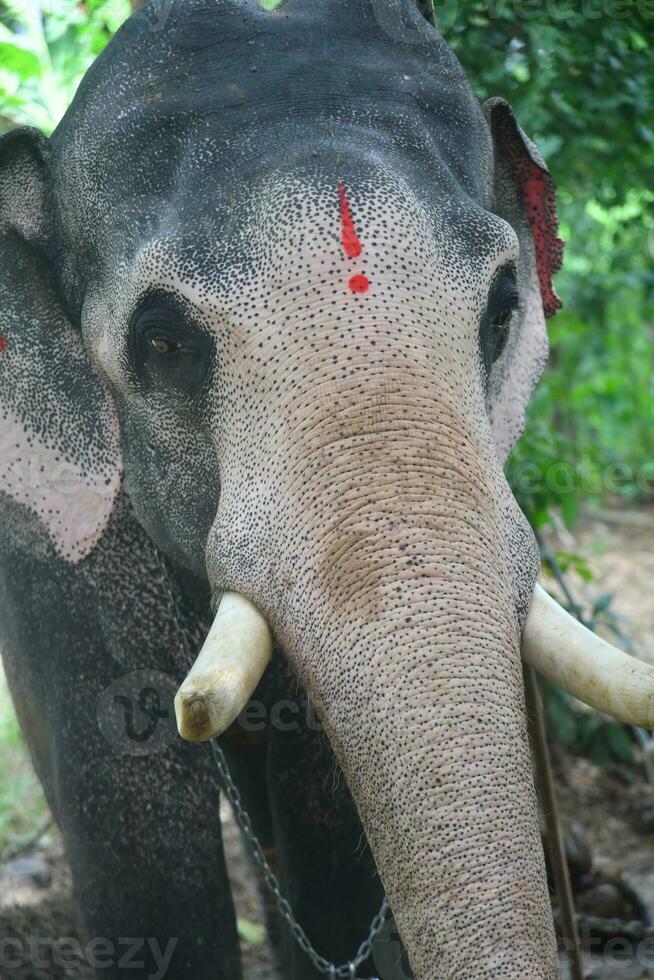 asiatisch Elefanten auf Kerala Elefant Lager Lager Bilder. foto