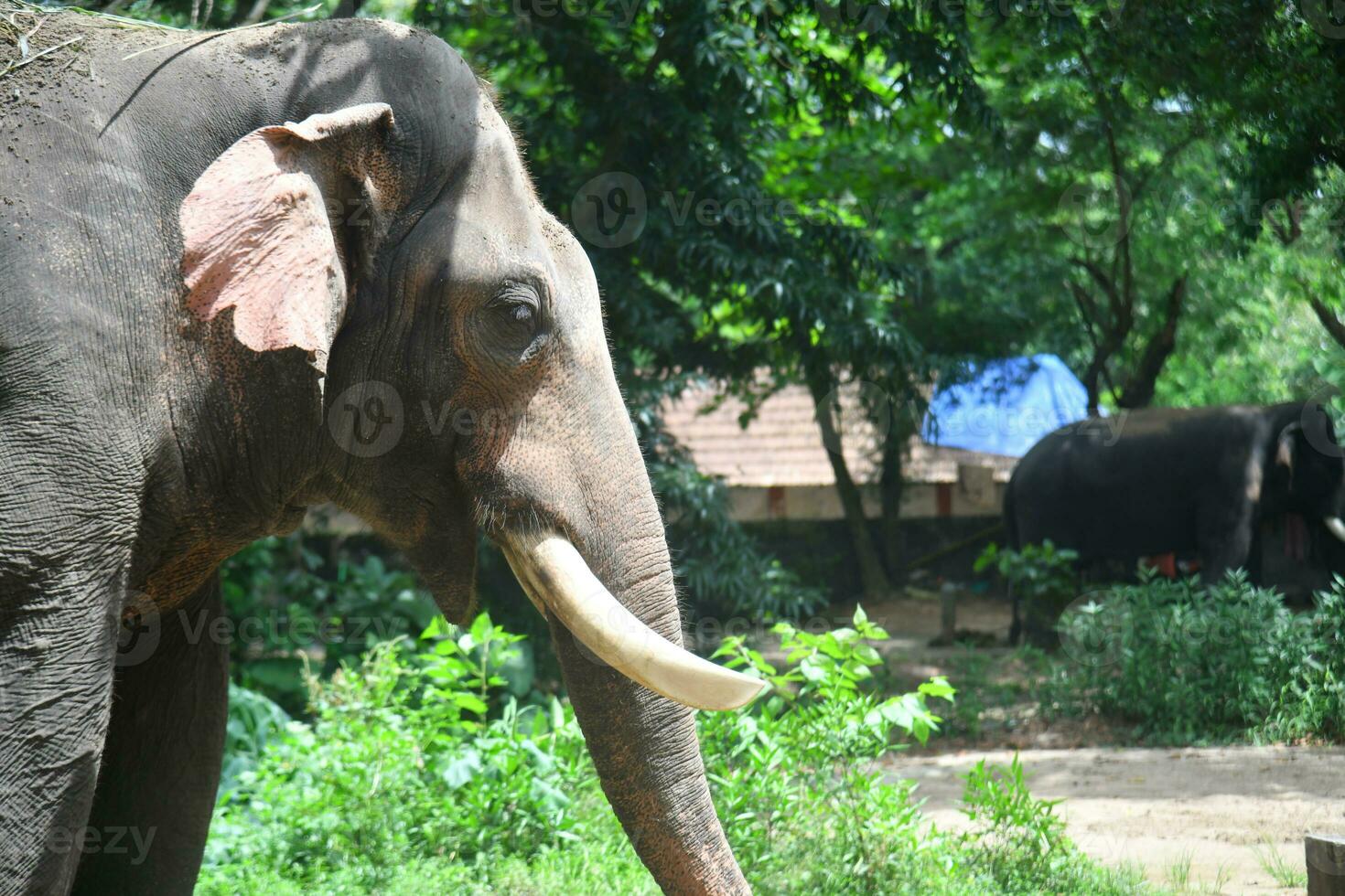 asiatisch Elefanten auf Kerala Elefant Lager Lager Bilder. foto