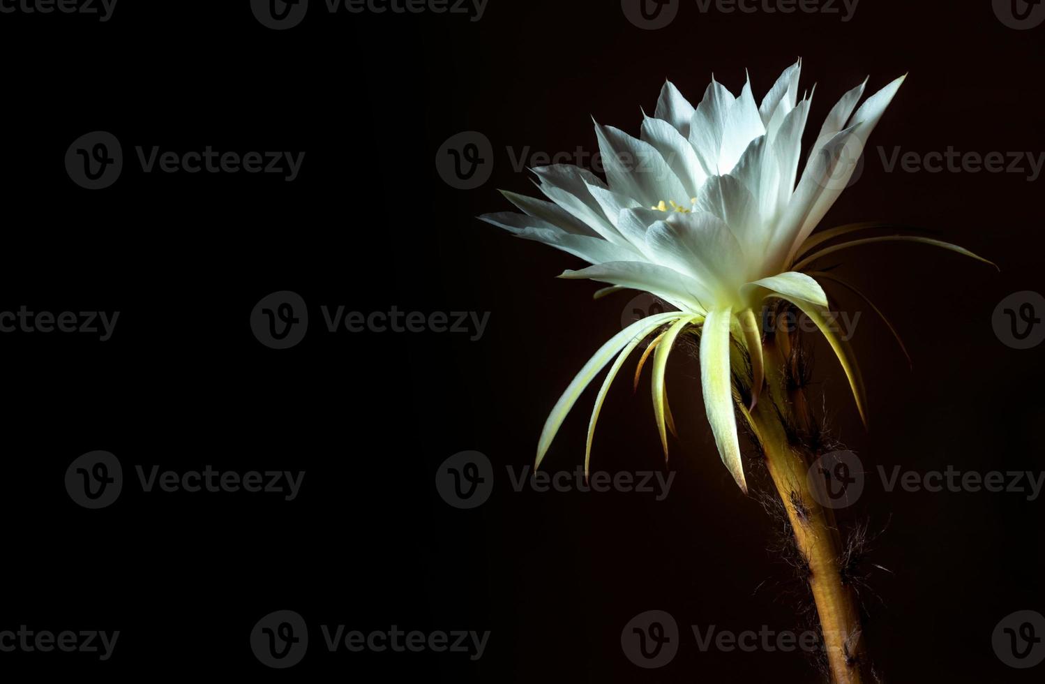 weiße Farbe mit flauschigen Haaren von Kaktusblüten auf schwarzem Hintergrund foto