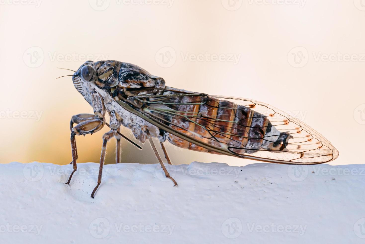 Zikade Insekt. Zikade Nahaufnahme auf einer weißen Wand. Zikade Makrofotografie. foto