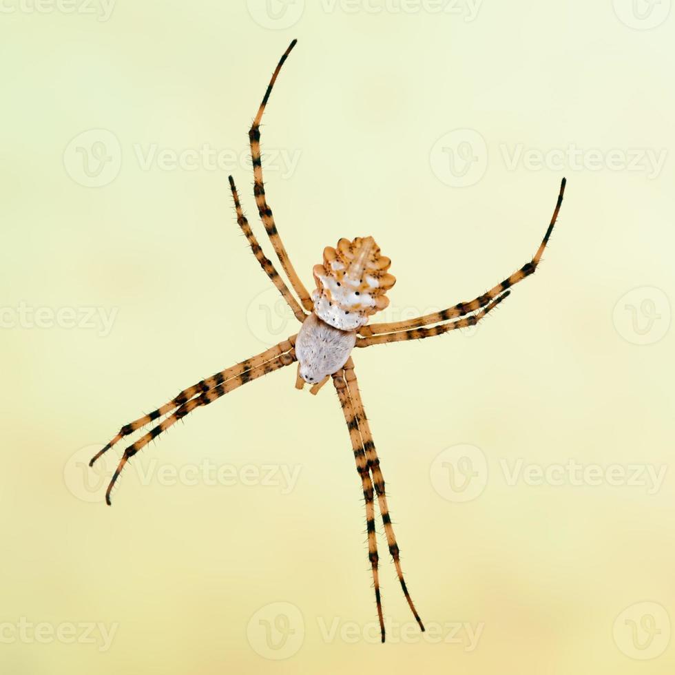 Spinne Argiope Lobata, gelappte Argiope, weiblich. Makroaufnahme. foto