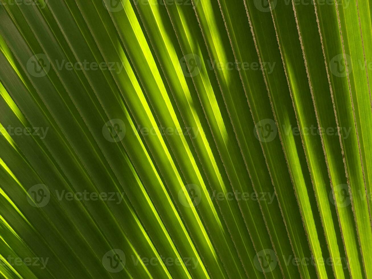 schließen oben schön Palme Blatt Hintergrund mit Licht Strahl. foto