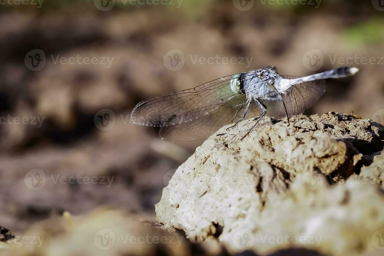 Makro Bild von ein Libelle Sitzung auf ein Felsen im das Nachmittag. foto