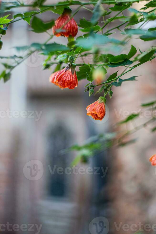 herbstlich Blumen im alt Tiflis foto