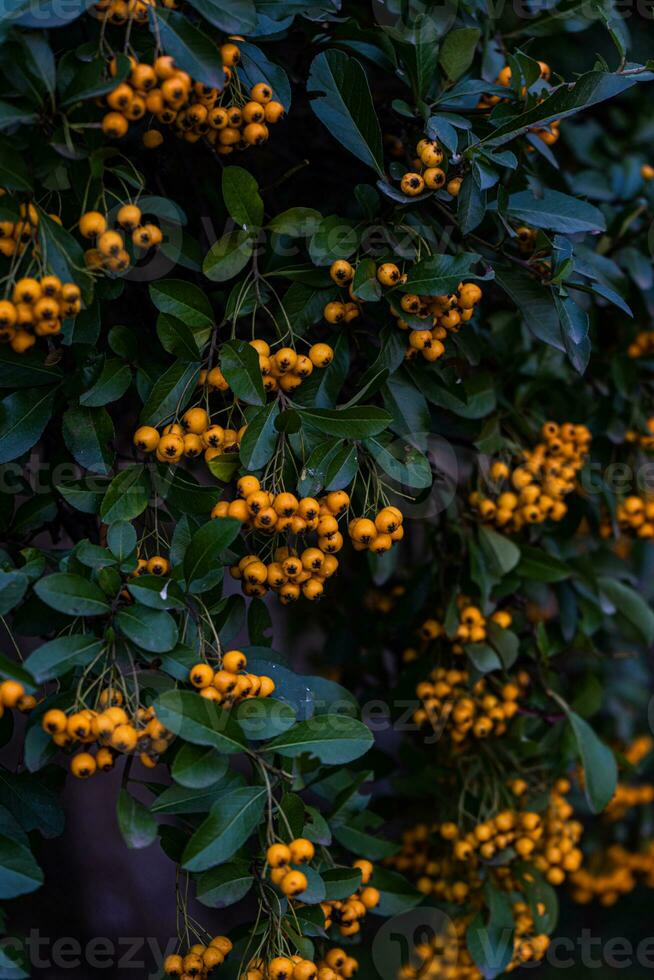 reif Gelb Eberesche Beeren foto