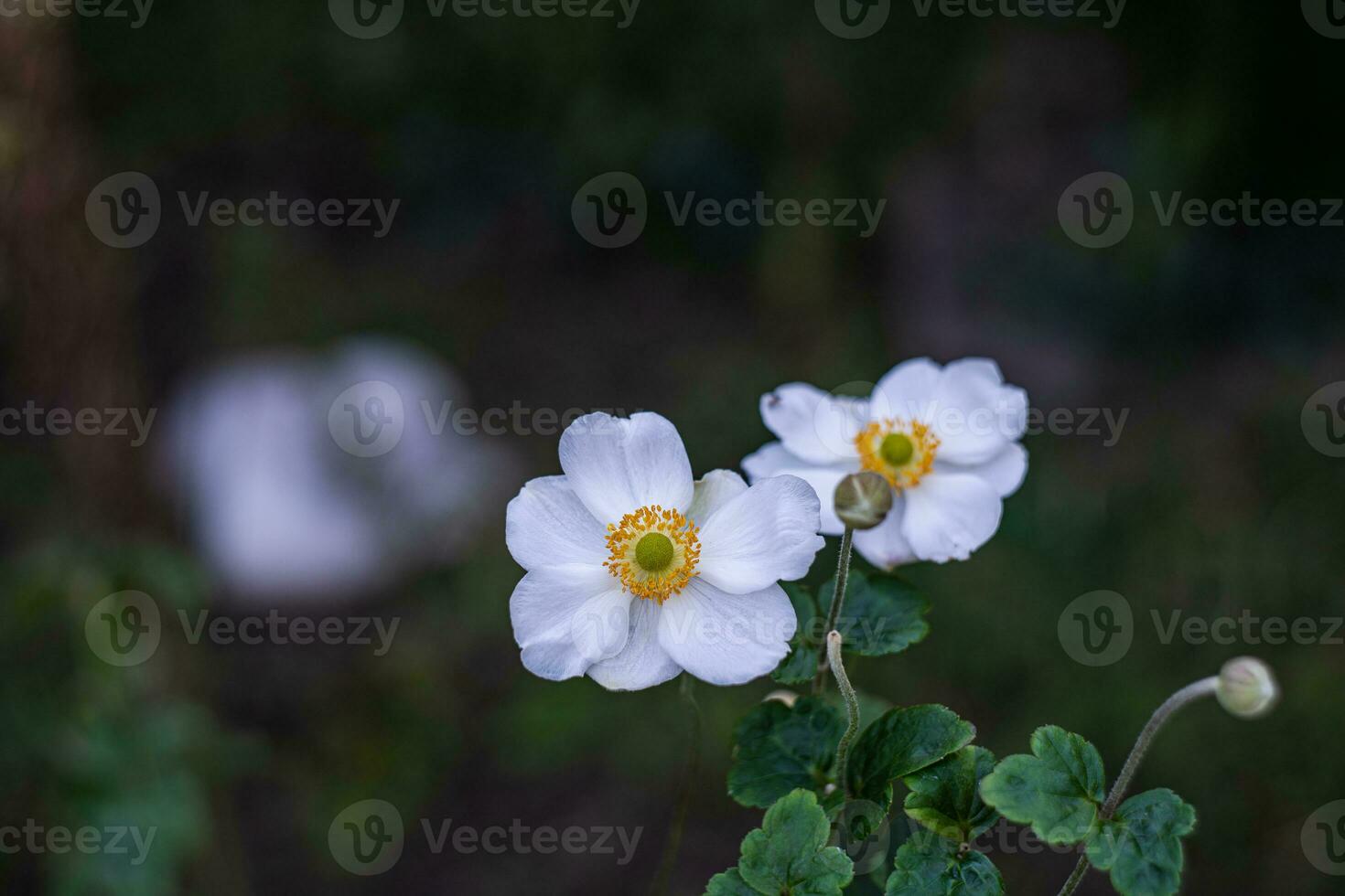 Weiß Ranunkel Blumen im das Garten foto