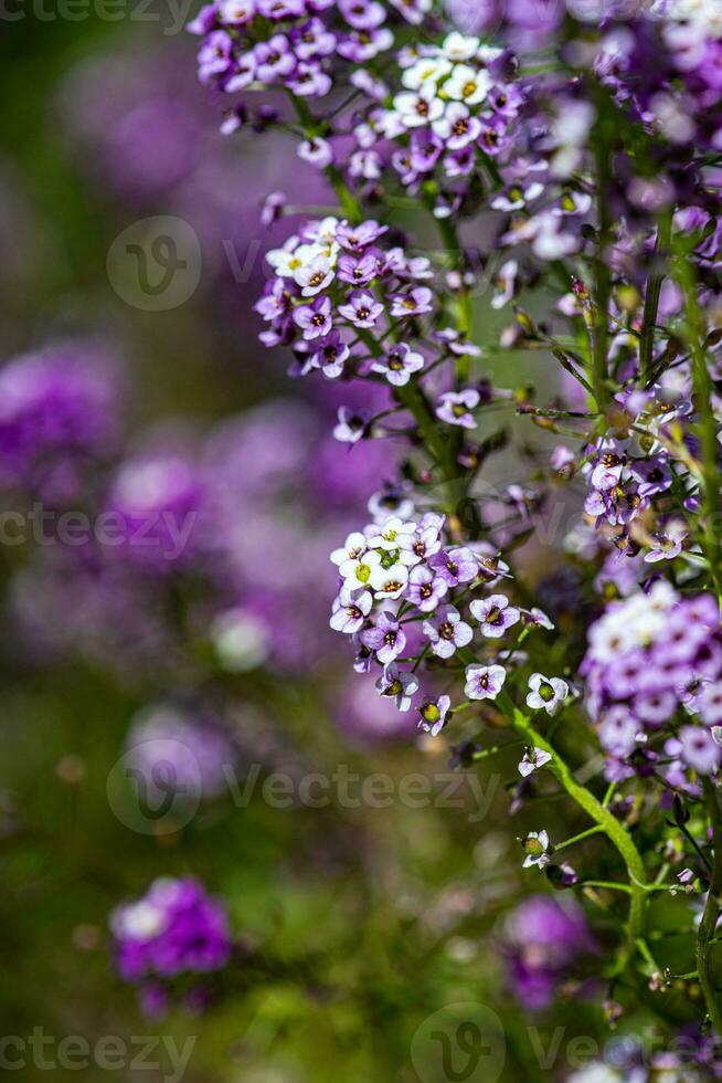 schließen oben von saisonal Blumen foto