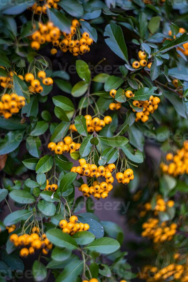 reif Gelb Eberesche Beeren foto