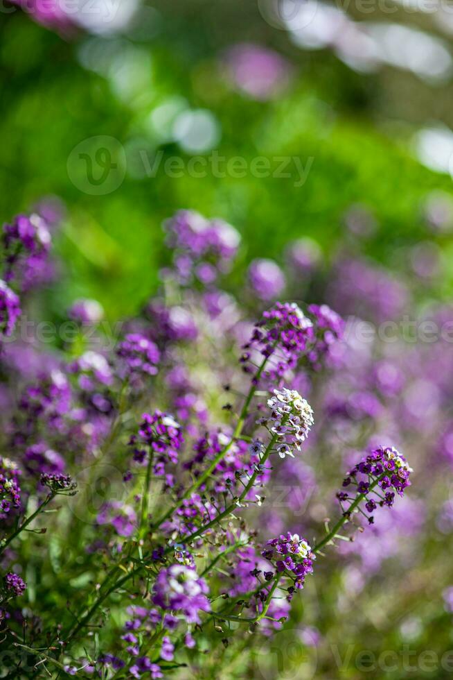 schließen oben von saisonal Blumen foto