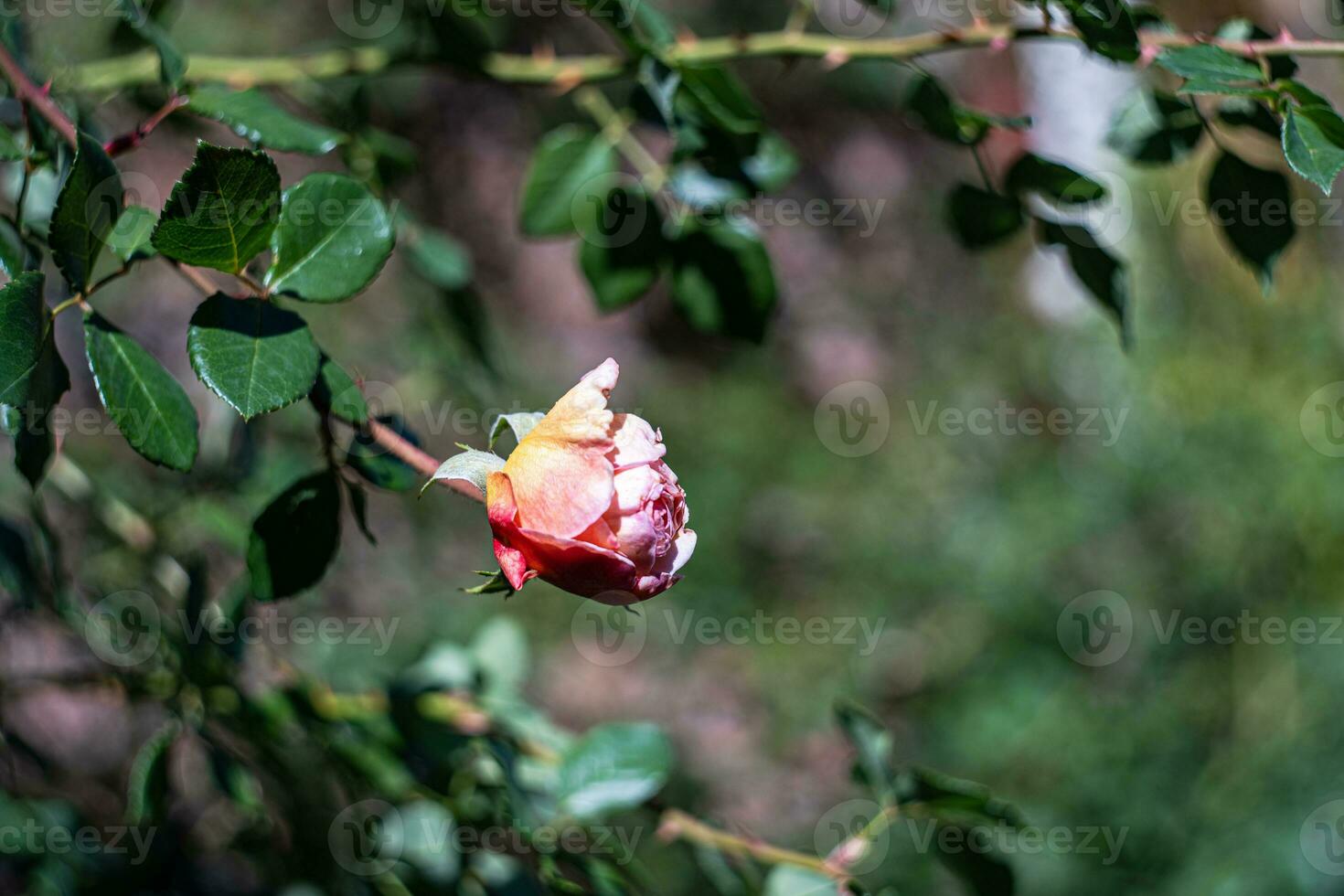 Blühen Rose Blume im das Garten foto