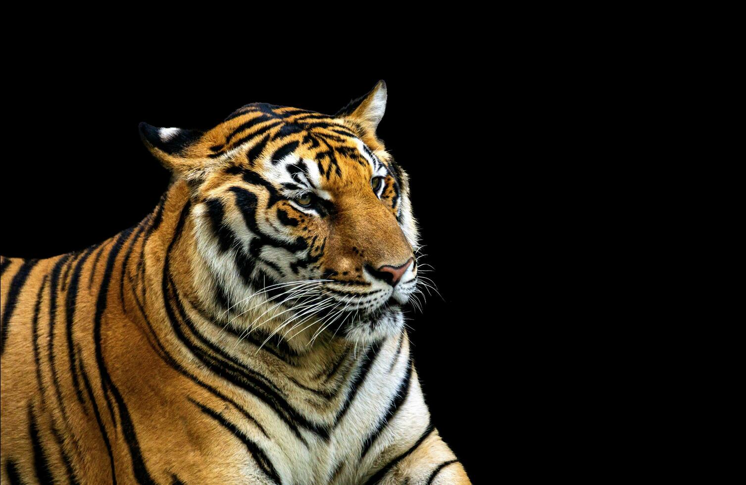 asiatisch Tiger Das sind gefunden im Thailand foto