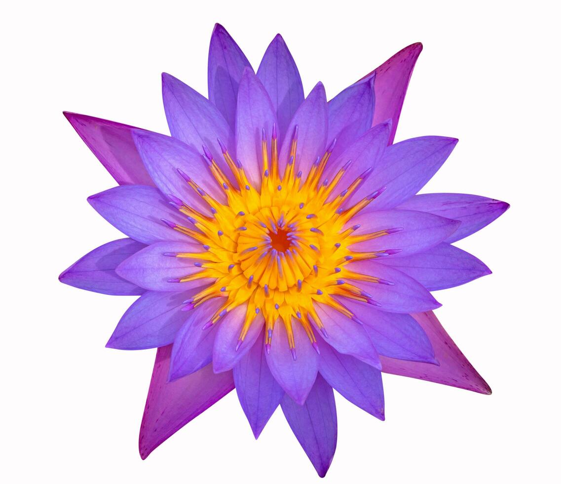 oben Aussicht von violett Lotus isoliert auf Weiß. foto