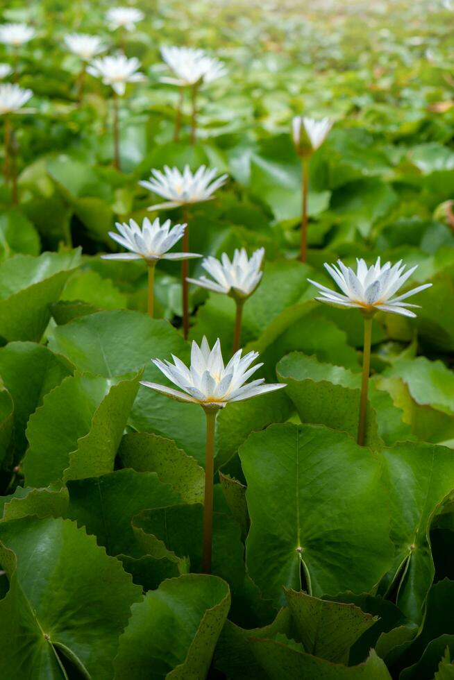 Weiß Lotus Blumen im das Lotus Teich foto