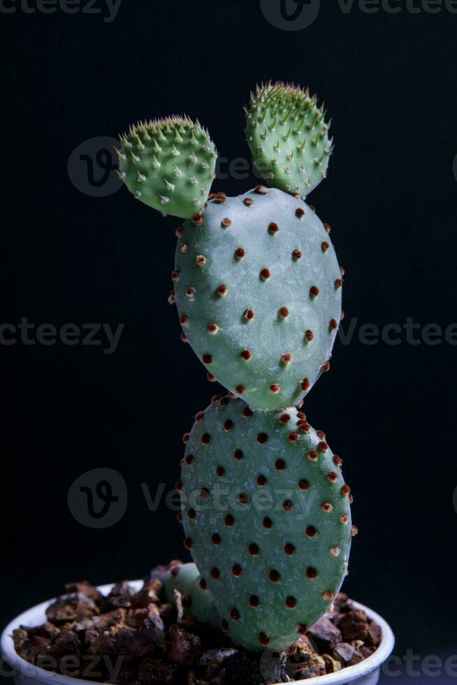 Opuntie rufida Kaktus im Pflanzen Topf foto