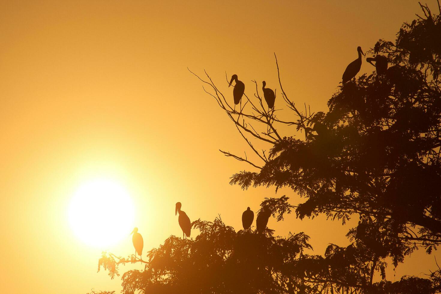 Vogel und Baum Silhouette foto