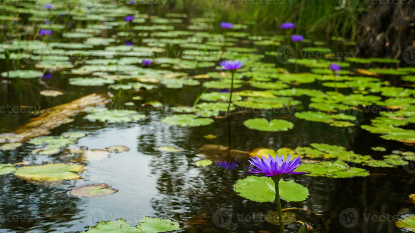 schön lila Lotus Blumen im Teich, Rosa Seerose Blume mit Grün Blätter und Knospe Hintergrund, Sommer- Blumen Blüte. foto