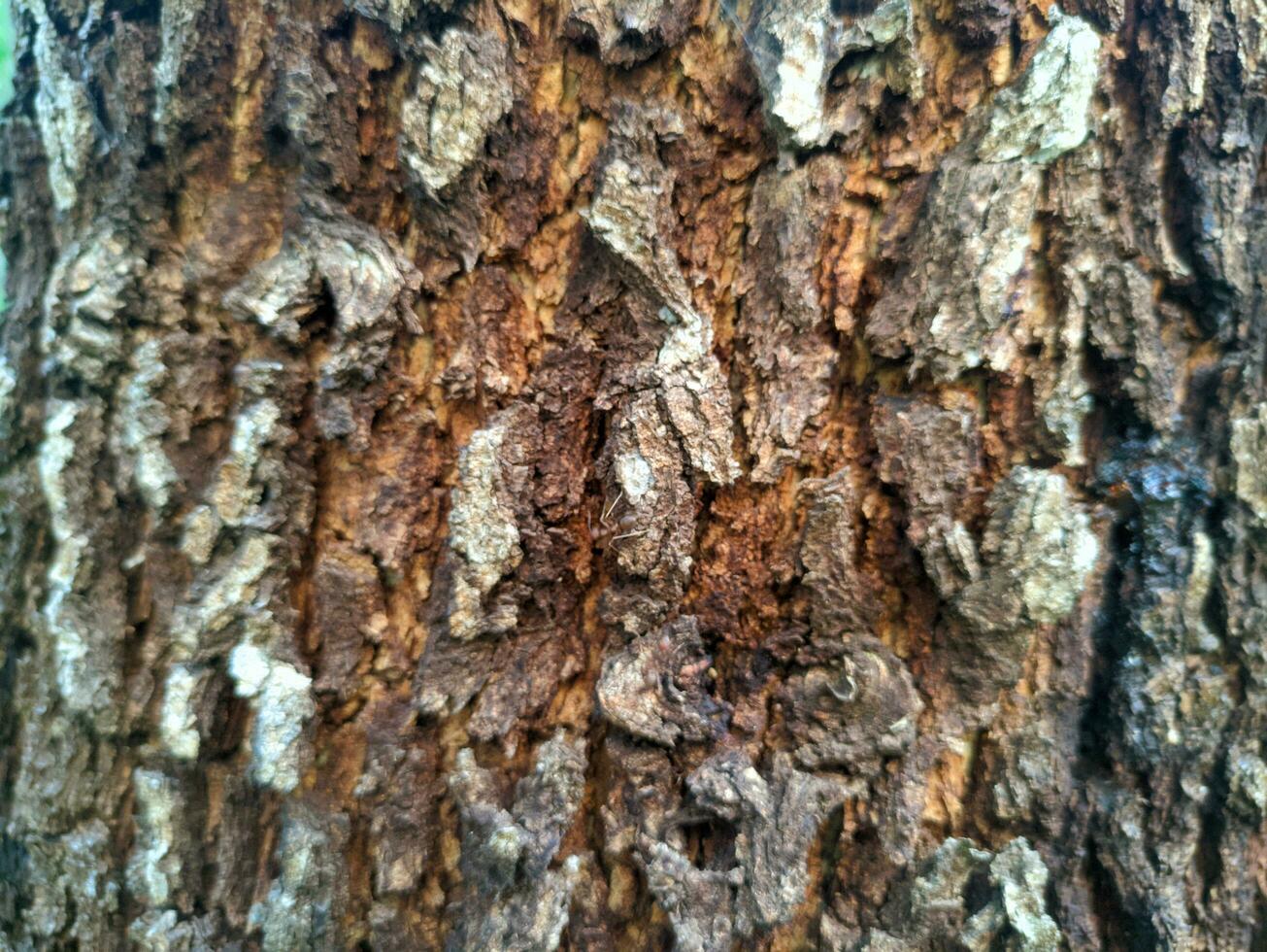 Rindenmuster ist eine nahtlose Textur vom Baum. für Hintergrundholzarbeiten, Rinde aus braunem Hartholz, dickes Rindenhartholz, Wohnhausholz. natur, stamm, baum, rinde, hartholz, stamm, baum, stamm foto