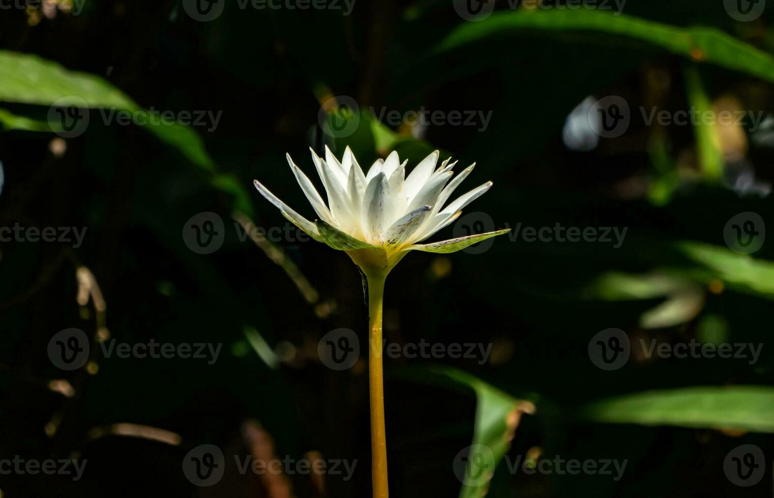 Weiß Lotus im Sonnenschein Tag beim Nachmittag Zeit mit dunkel schwarz und Grün Hintergrund. foto